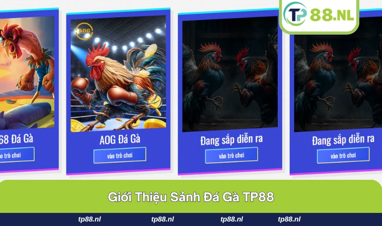 Không khí sảnh đá gà TP88 trực tuyến sôi động và chân thực.